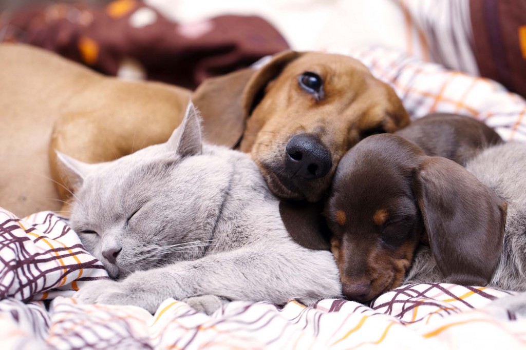 Overnight dog sitter in Mesa, Arizona