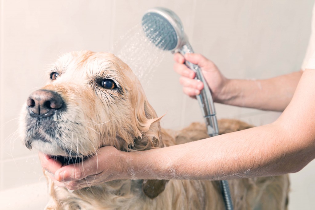 Specialty dog care services in Mesa, AZ