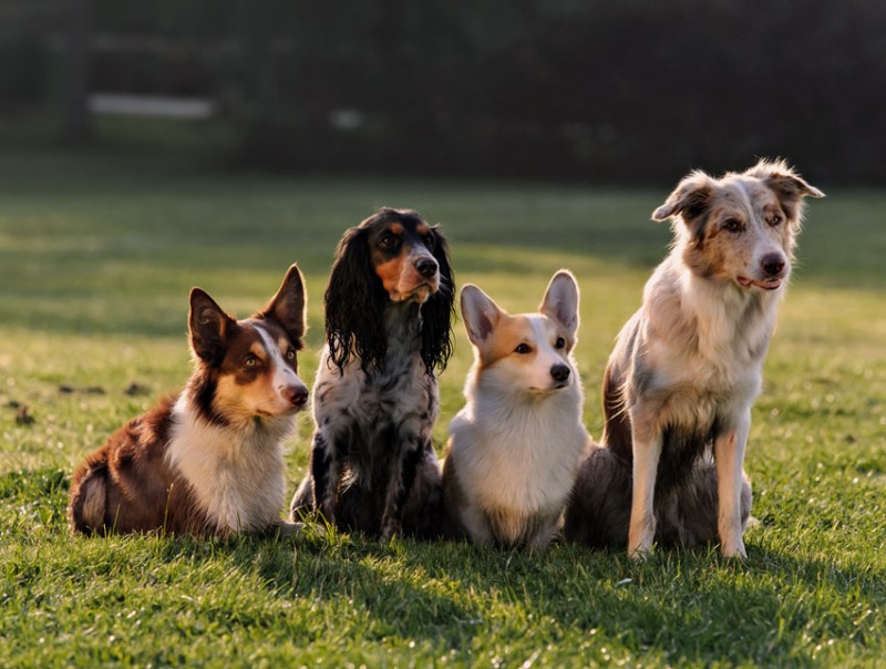 Local Dog Sitting & Walking Services Dani's Woof Pack AZ