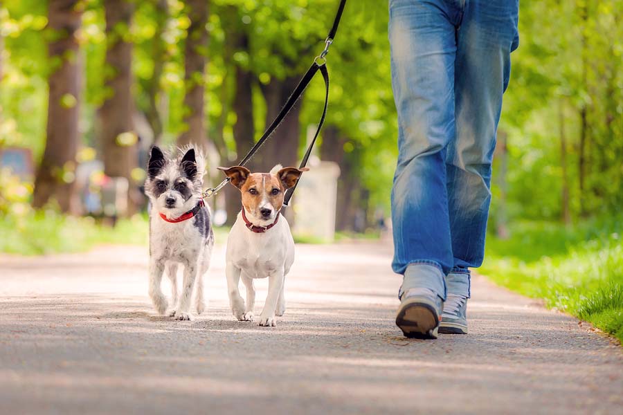 Dog walking company in Mesa, Arizona